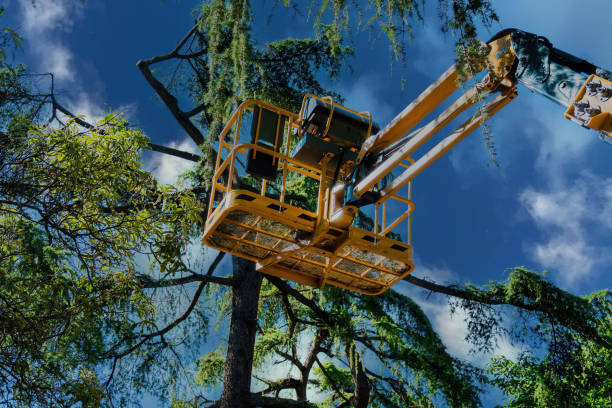 Best Tree Maintenance Programs  in Brea, CA