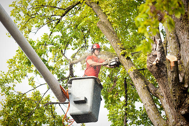 Best Tree Removal  in Brea, CA